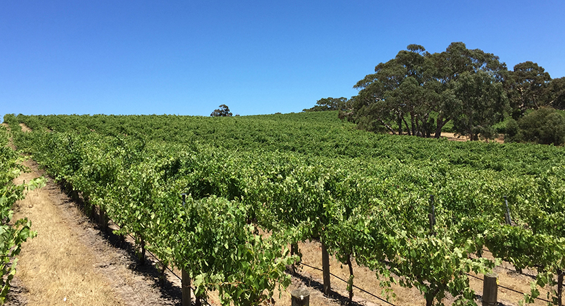 Manser Wines | Halliday Wine Companion